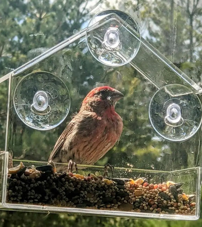 Le Cinéma Privé "Bird-Watch" – Mangeoire de Fenêtre Transparente